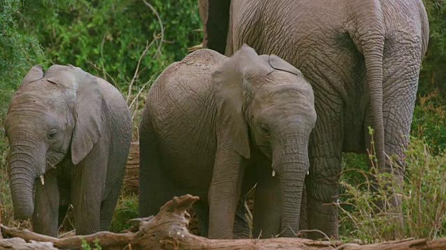 年轻的非洲森林象在肯尼亚的桑布鲁放牧视频素材