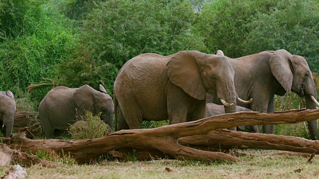 一群非洲森林象在肯尼亚的桑布鲁吃草视频素材