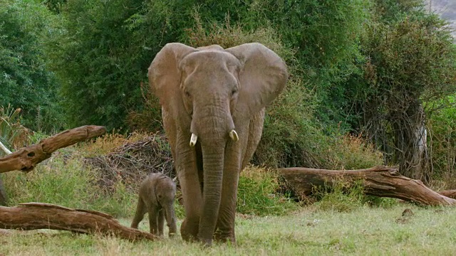 非洲森林大象在肯尼亚桑布鲁行走视频素材