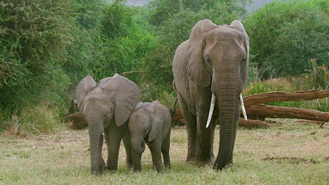 非洲森林大象在肯尼亚的桑布鲁放牧视频下载