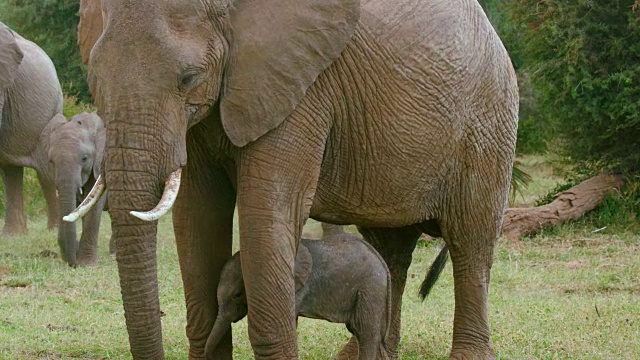 母亲保护小象桑布鲁肯尼亚非洲视频下载