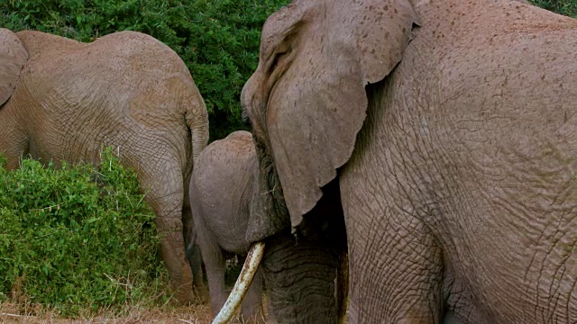 非洲森林大象在肯尼亚的桑布鲁放牧视频素材