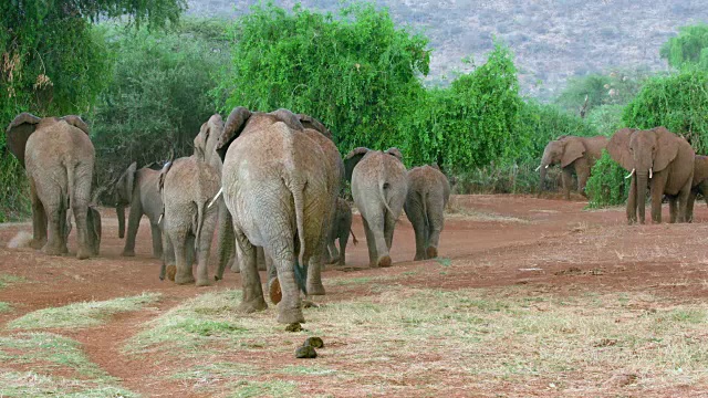 非洲森林象群离开肯尼亚桑布鲁视频下载