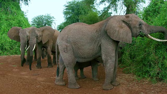 非洲森林象群行走和喂养肯尼亚的桑布鲁非洲视频素材