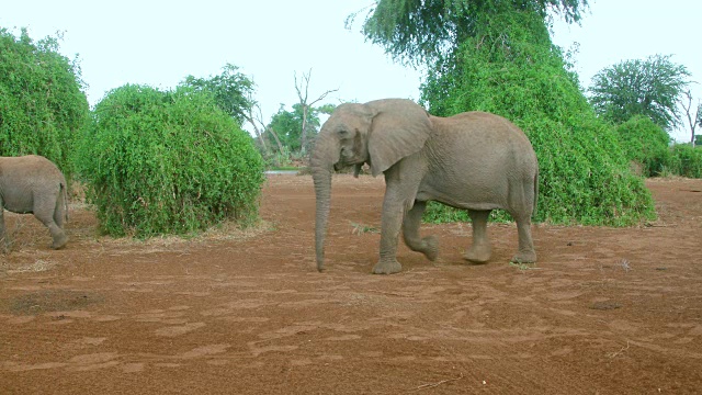 非洲森林象群行走在肯尼亚的桑布鲁视频下载