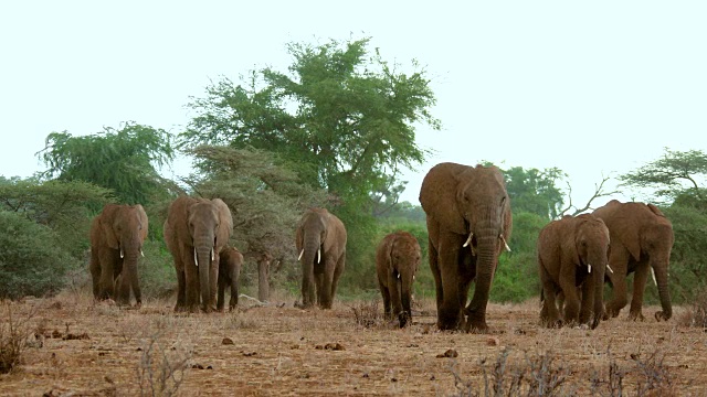 非洲森林象群在肯尼亚桑布鲁大雨中行走视频下载