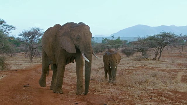 非洲森林象在雨中行走肯尼亚的桑布鲁非洲视频素材
