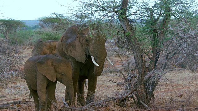 森林里的大象视频素材