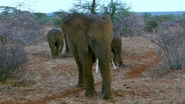 非洲森林大象放牧和行走在肯尼亚桑布鲁非洲视频素材
