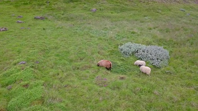 鸟瞰冰岛牧场上的绵羊视频素材