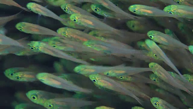 克拉马群岛的水下镜头;一群侏儒清洁工(Parapriacanthus ransonneti)在日本冲绳县喀拉马群岛附近的海上视频下载