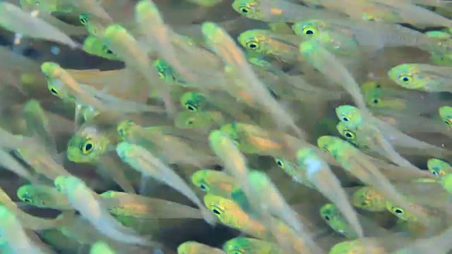 克拉马群岛的水下镜头;一群侏儒清洁工(Parapriacanthus ransonneti)在日本冲绳县喀拉马群岛附近的海上视频下载