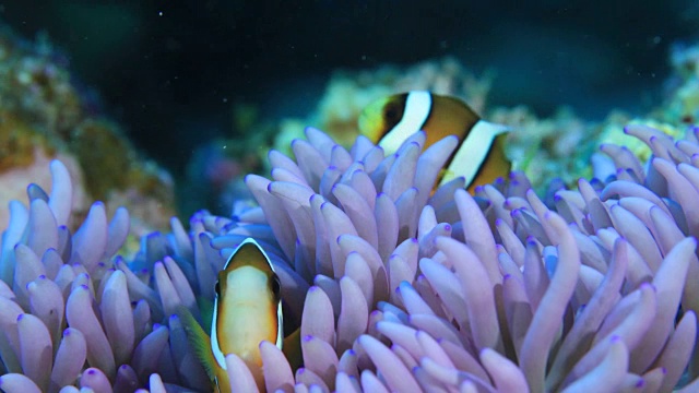 克拉马群岛的水下镜头;两种常见的小丑鱼(角锥鱼)在日本冲绳县喀拉马群岛附近的海域视频下载