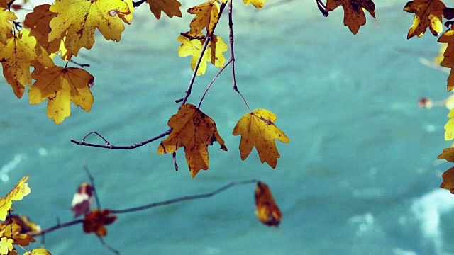 树枝与黄色的秋叶越过水面视频素材