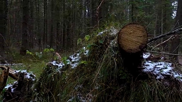 拍摄森林中倒下的松树视频下载