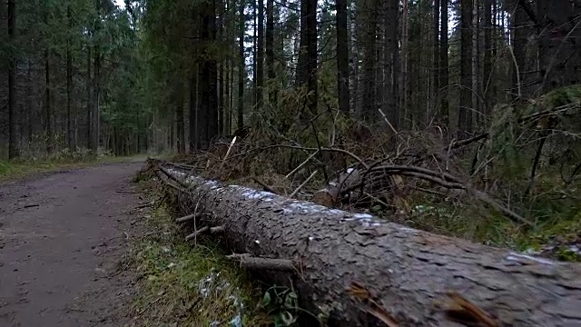 森林里倒下的松树的视频视频下载