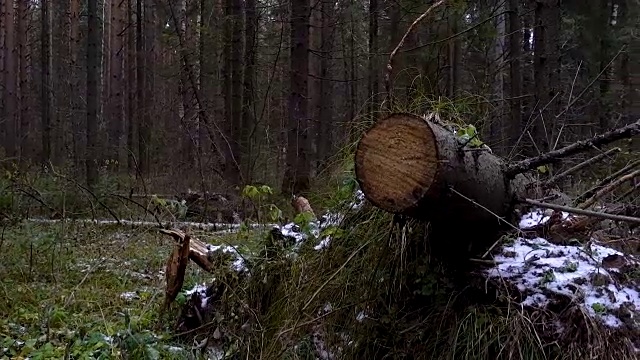 在森林中倒下的冷杉树的视频视频下载