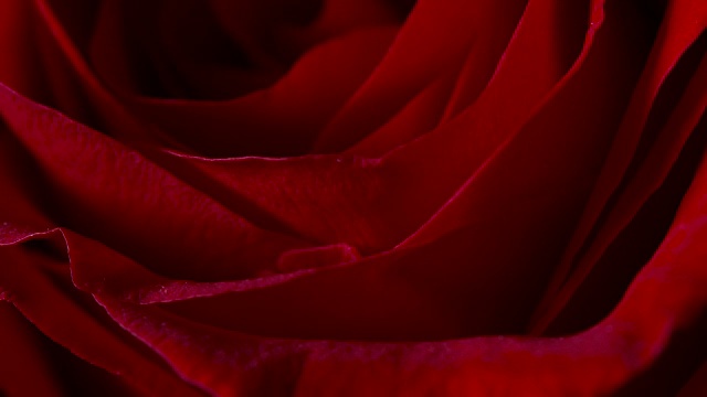 近拉焦点拍摄在一个美丽的红玫瑰。视频下载