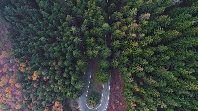 空中鸟瞰图上的发夹弯转弯公路在农村秋天的森林。秋天的树林里有橙、绿、黄、红的松树。雾街路径建立。4k无人机直飞建立视频下载