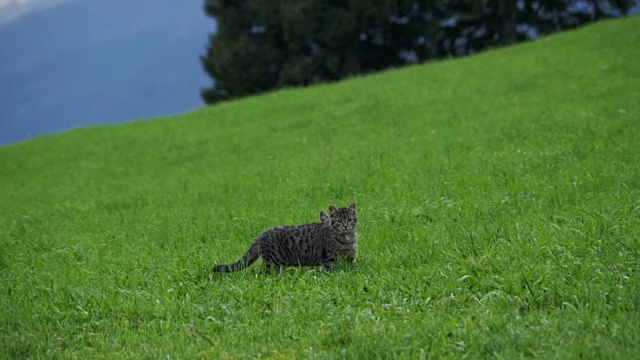 两只顽皮的小灰猫在奥地利山区的绿草地上玩耍和奔跑。慢动作视频下载