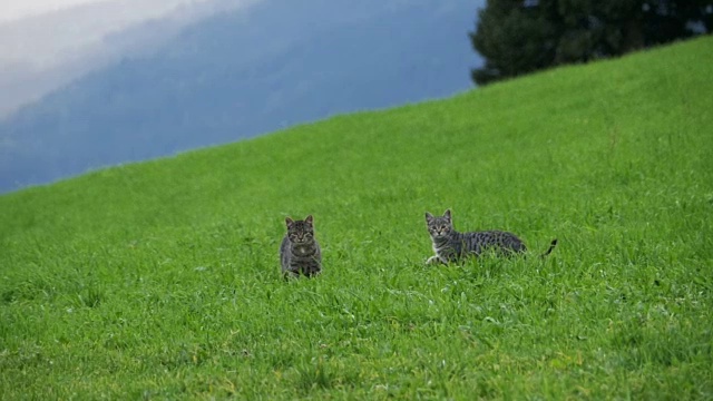 两只顽皮的小灰猫在奥地利山区的绿色草地上玩耍和奔跑。慢动作视频下载