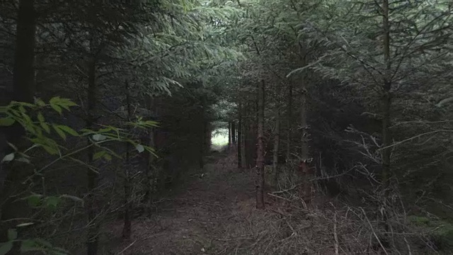 镜头穿过黑暗的森林视频下载