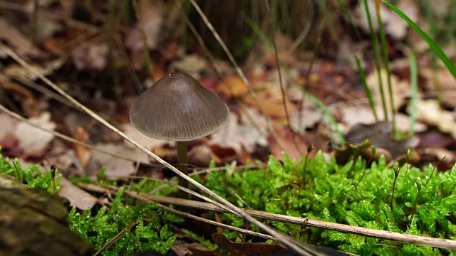 欧洲松树林中的小蘑菇视频素材