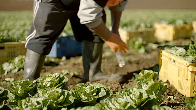 雇佣的农场工人在田里手工收割生菜视频下载