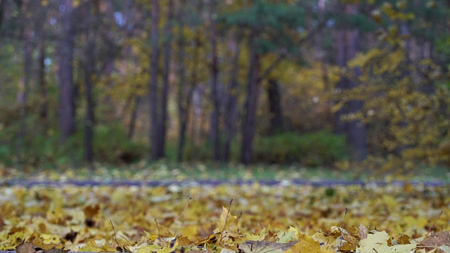 秋天的城市森林公园，金色的枫叶落在地上。秋天的森林里，树叶飘落。五颜六色的树叶的树。成熟的秋天。保护环境，保护森林资源，保护地球生态。气候变暖视频素材