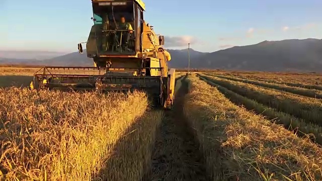 超高清联合收割机收集小麦作物，索尼4K拍摄视频下载