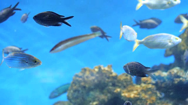 高清镜头-水下场景。巴塞罗那的珊瑚礁多彩鱼群。在海葵和软珊瑚的背景下，鱼儿平静地游动着。慢动作视频素材