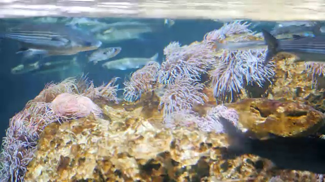 高清镜头-水下场景。巴塞罗那的珊瑚礁多彩鱼群。在海葵和软珊瑚的背景下，鱼儿平静地游动着。慢动作视频素材