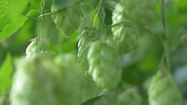 种植上啤酒花的树枝视频，4K视频素材