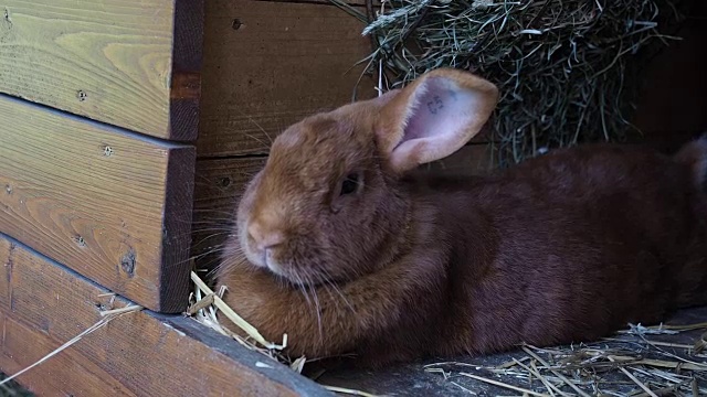 可爱的兔子在笼子里视频素材