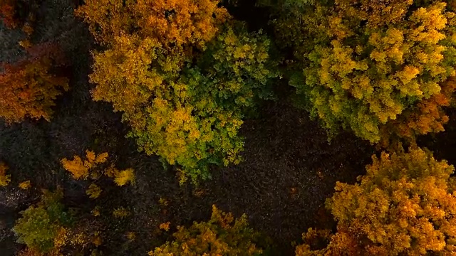 鸟瞰图的秋天落叶森林在日落。秋天的橡树林。视频素材