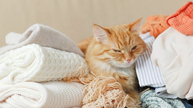 可爱的姜黄色小猫睡在一堆针织衣服上。暖和的针织毛衣和围巾叠成一堆。毛茸茸的宠物在羊毛衫中间打盹。舒适的家庭背景视频素材