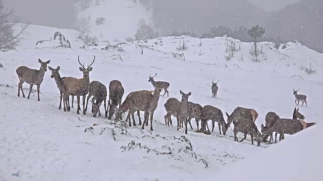 鹿奔跑在冬天的森林，超高清股票视频视频素材
