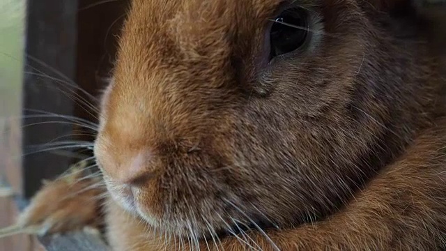 可爱的兔子在笼子里视频素材