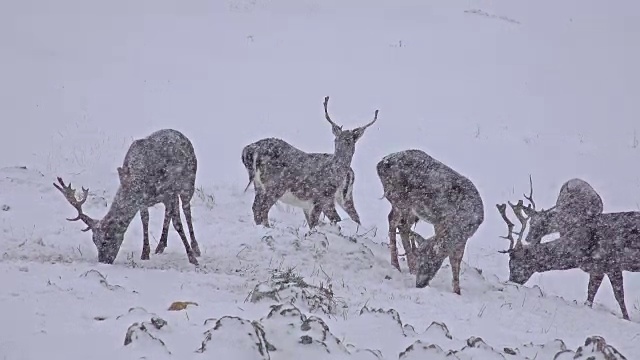 白尾鹿成熟的雄鹿在雪地上，一月在山上。uhd股票视频视频素材