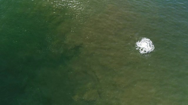 座头鲸游泳，突破和刺进食鲱鱼视频下载