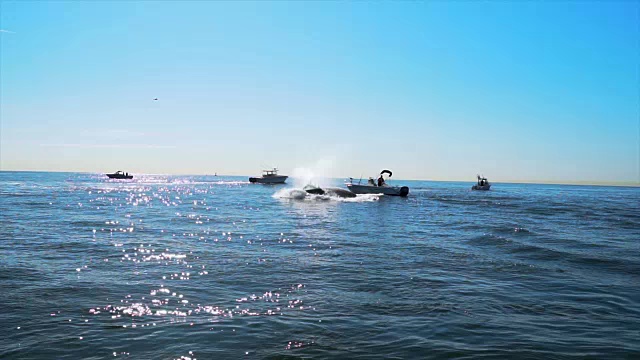 座头鲸在纽约市捕食鲱鱼视频下载