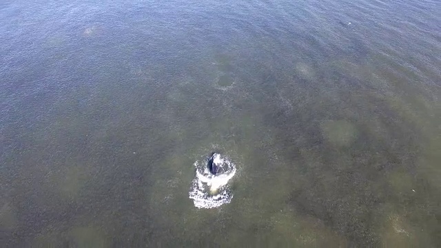座头鲸游泳，突破和刺进食鲱鱼视频下载