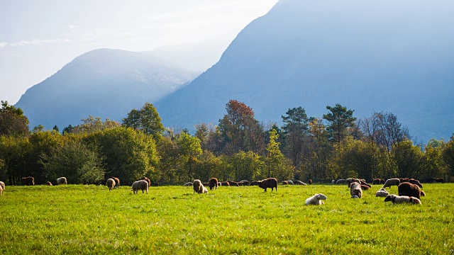 在草地上吃草和休息的羊，后面是山视频素材