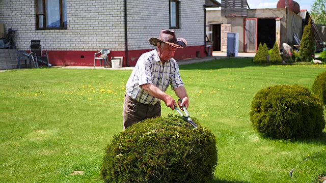 勤劳的退休园丁用剪刀剪装饰灌木。视频素材