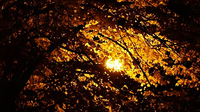 秋天。秋天公园里的黄叶视频素材