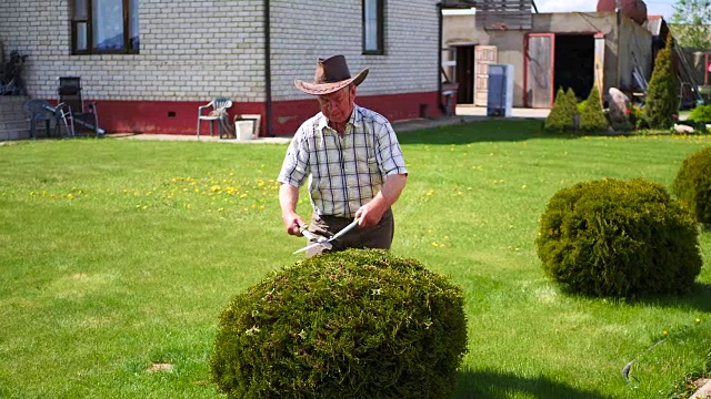 勤劳的退休园丁用剪刀剪装饰灌木。视频素材