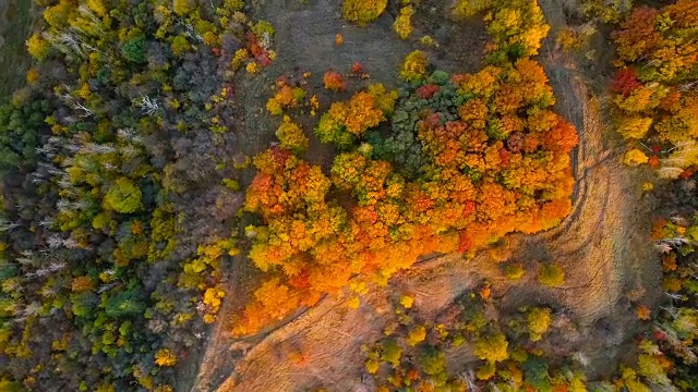 顶视图的秋天落叶森林在日落。秋天的橡树林。视频素材