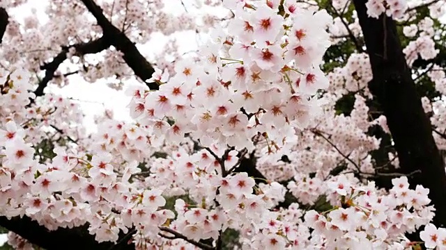 4k樱花或春天的樱花视频素材