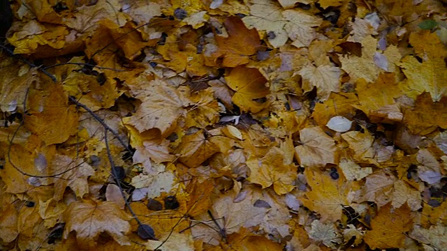 秋天。秋天公园里的黄叶视频素材