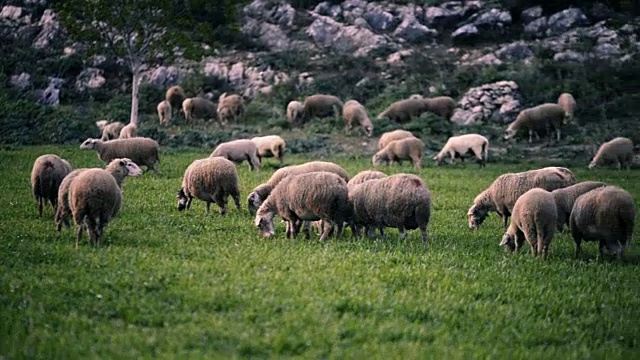 草地上放羊。视频素材